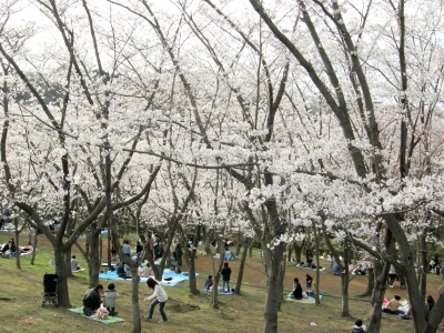 某公園の桜