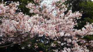 Thumbnail of post image 098