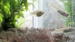 Thumbnail of post image 196