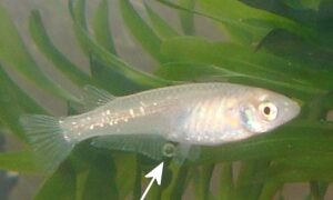 Thumbnail of post image 087