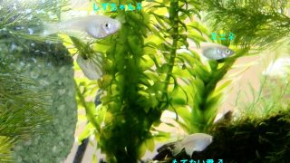 Thumbnail of post image 174