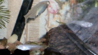 Thumbnail of post image 164