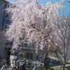 枝垂桜