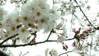 Thumbnail of post image 113