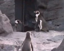 Thumbnail of post image 159