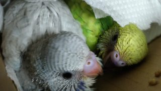 セキセイインコ