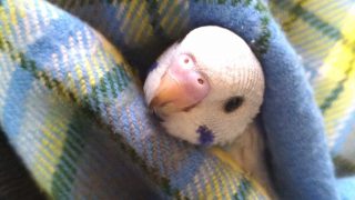 セキセイインコ　銀