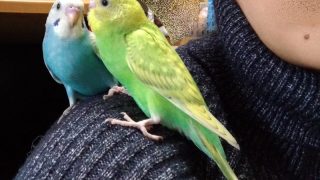 Thumbnail of post image 075