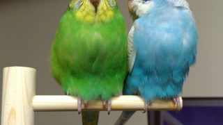 Thumbnail of post image 119