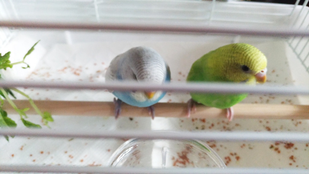セキセイインコを病院へ連れて行く つめもよう セキセイインコを病院へ連れて行く つめもよう
