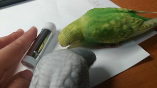 セキセイインコ2羽 銀ちゃんきぃちゃん