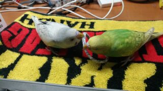 Thumbnail of post image 045