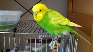 Thumbnail of post image 110