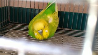 Thumbnail of post image 098