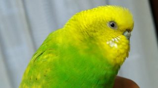 Thumbnail of post image 183