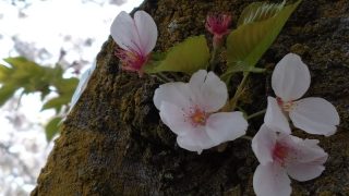 Thumbnail of post image 057