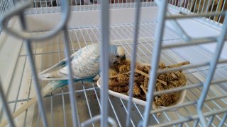 Thumbnail of post image 120