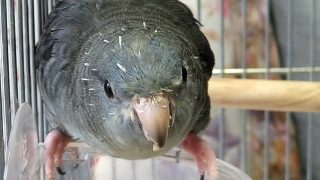 Thumbnail of post image 103