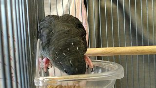 Thumbnail of post image 021