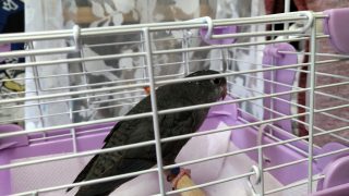 Thumbnail of post image 074