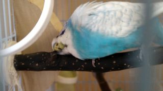 Thumbnail of post image 183