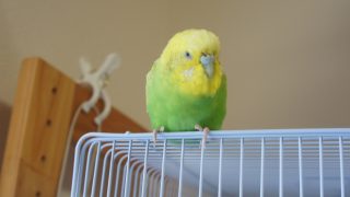 Thumbnail of post image 028