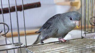 ケージから出てくるあおいちゃん