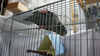 Thumbnail of post image 117