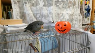 Thumbnail of post image 131