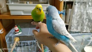 セキセイのきぃちゃん銀ちゃん