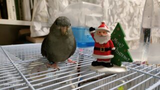 お気に入りのサンタさんと