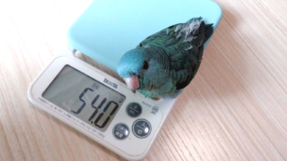 Thumbnail of post image 017