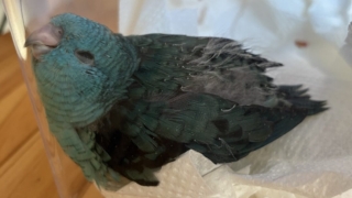 Thumbnail of post image 045